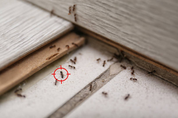 Wasp Removal Services in Liberty, PA