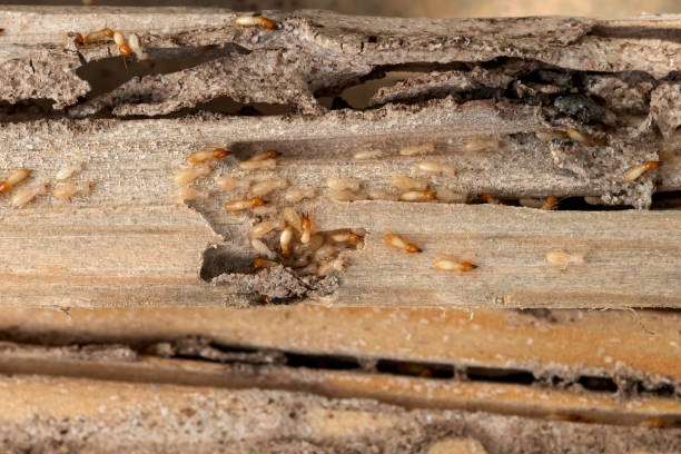 Best Mosquito Control Services  in Liberty, PA